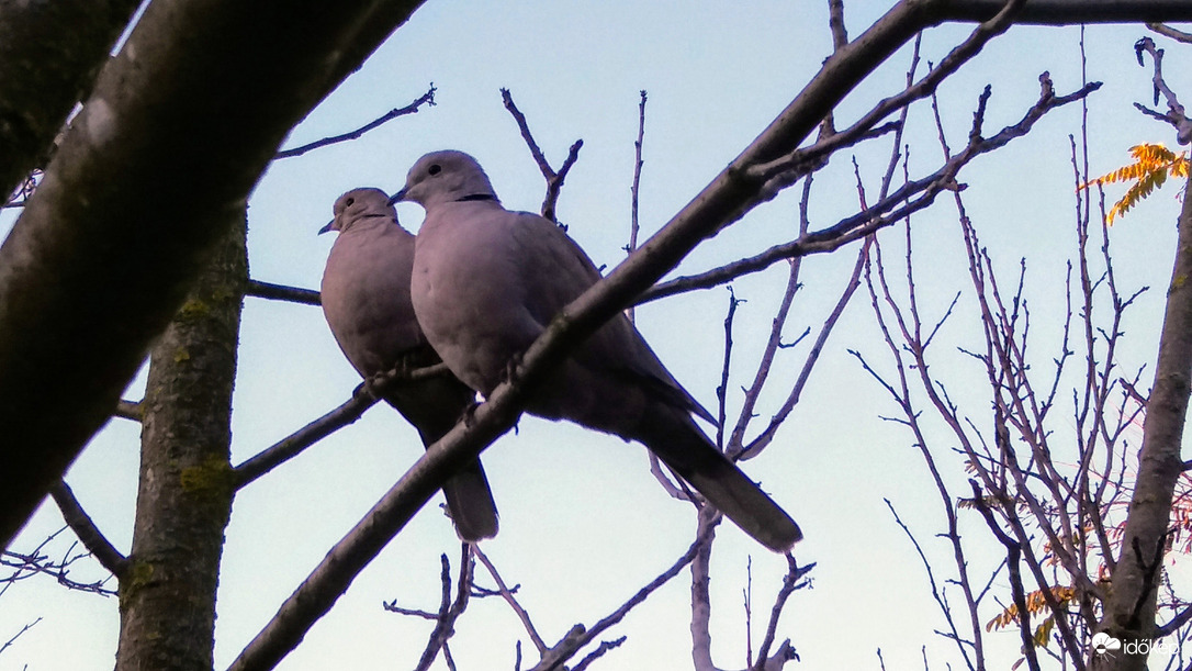 Gerlék párosan.