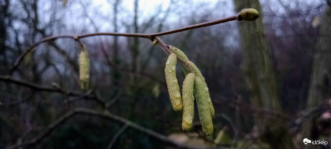 Mogyoró virágzás.