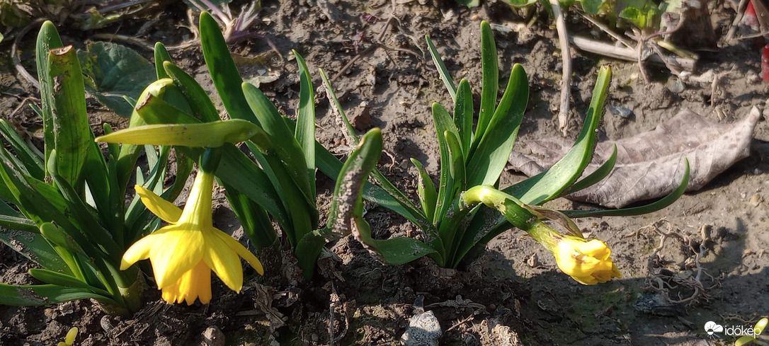 Sárga nárciz virágzik.