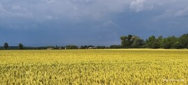 Molnaszecsőd
