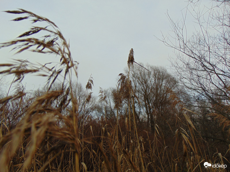Rába menti nádvilág 