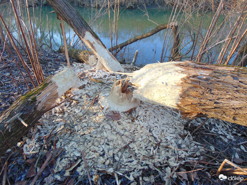 Délután hódrágta fűzfákra találtam a Rába parton