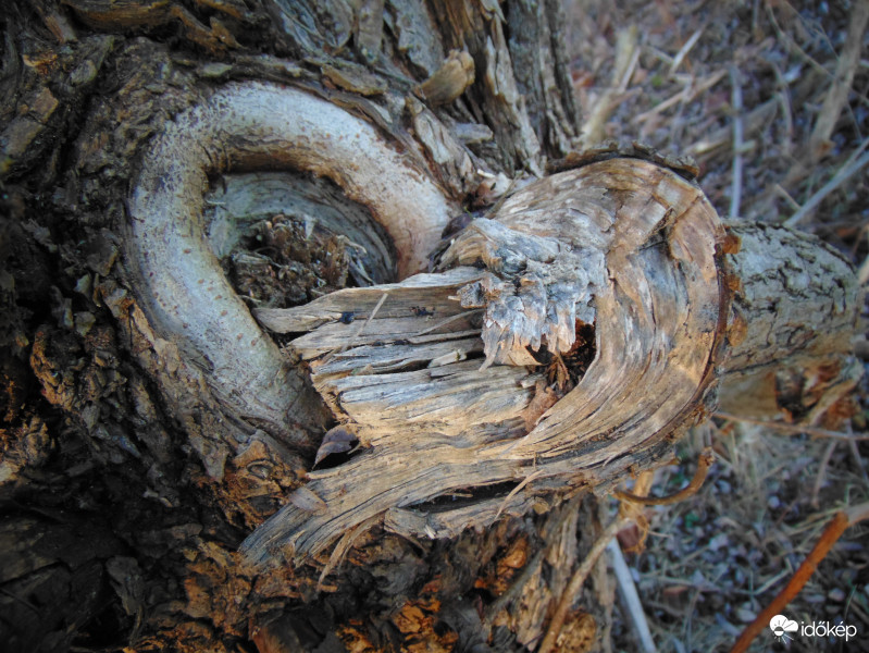 Szívet hasított egy letört fűzfaág a Rába mentén