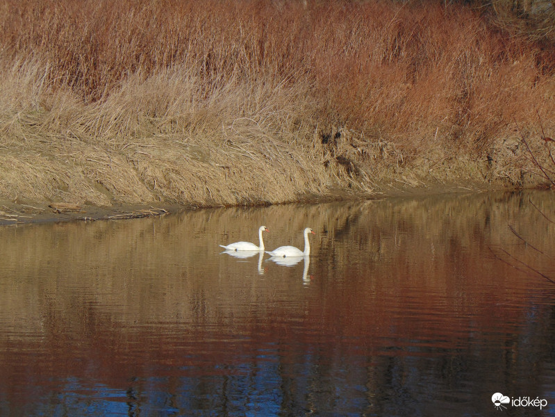 Délutáni hattyúlesen a Rábán