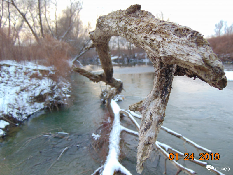 Árvizek által megtépázott szívós fűzfacsonk :)