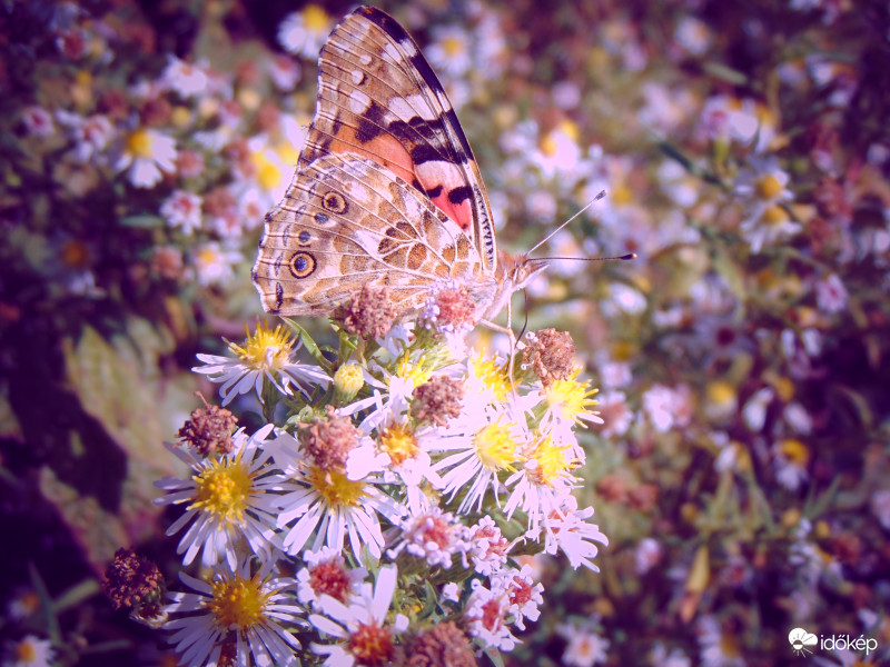 Beleolvadt a környezetbe :)