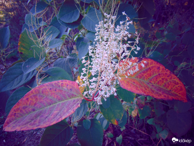 Az átváltozás folyamatában