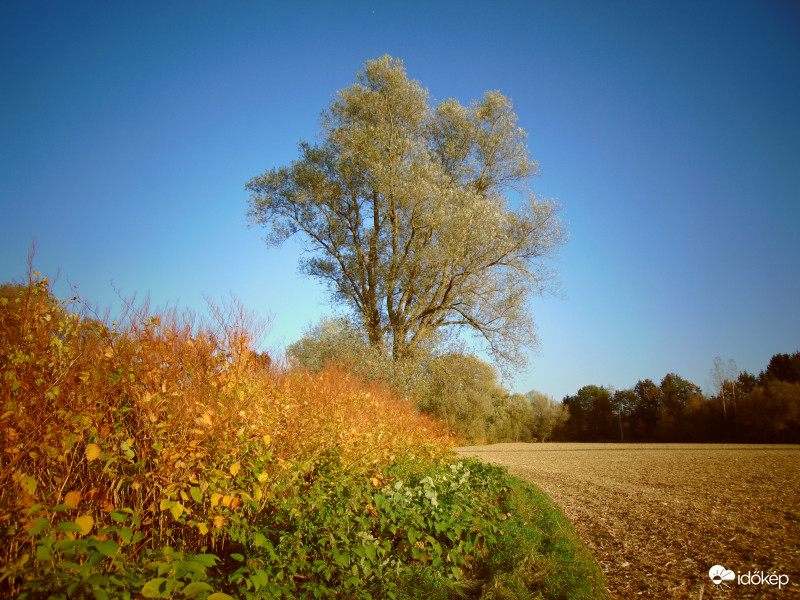 Nyári "ruhában" állva,télre várva 