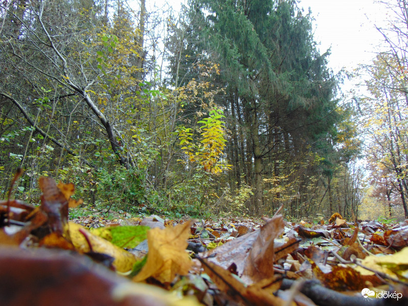 Ma délutáni "erdőkép"