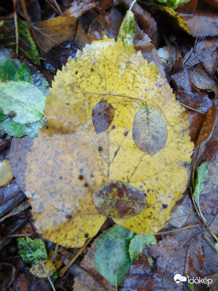 Kis "csókos szájú" :)