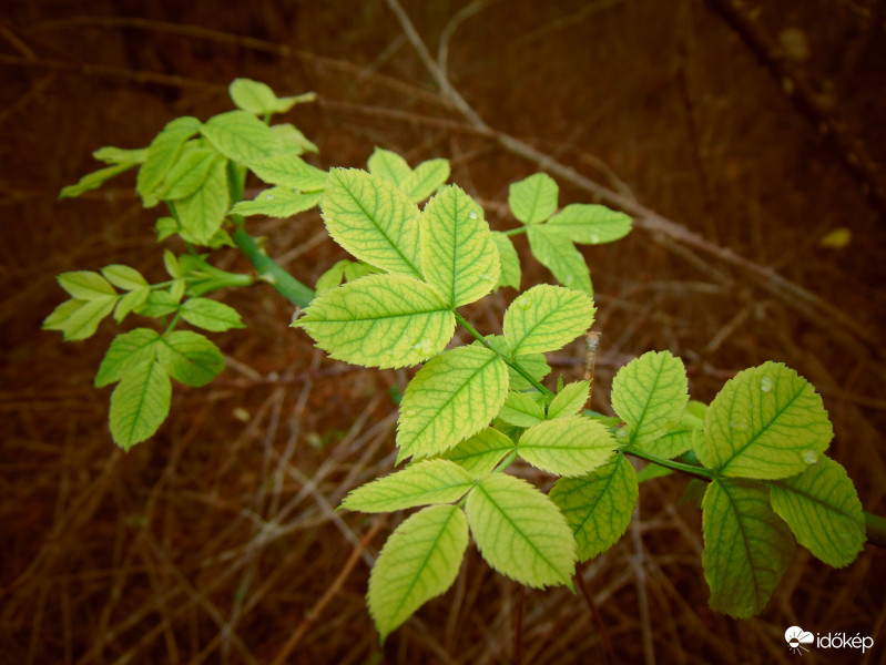 Egy "erdei rózsa csendélete" 
