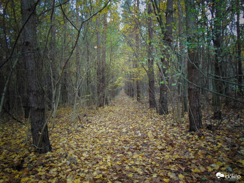 "Végtelen" ösvény az erdő mélyén