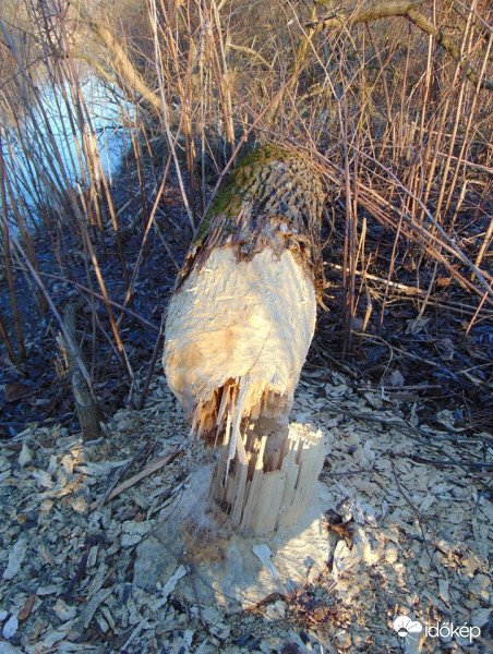 Intézkedtek a hódok :)