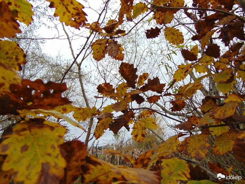 Tölgyfa levelek sokasága