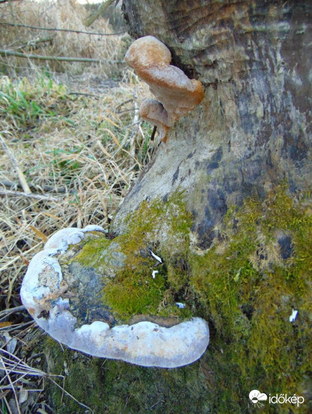 Rába menti ❞ős❞ fagomba :)
