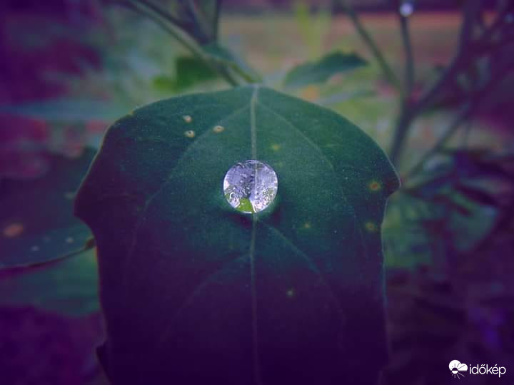 Nyári záporok után