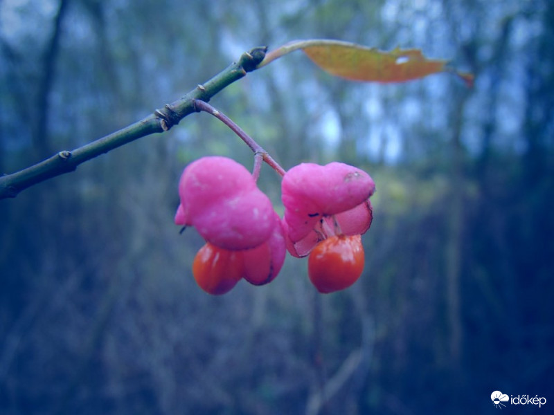 Párosan szép az élet :)