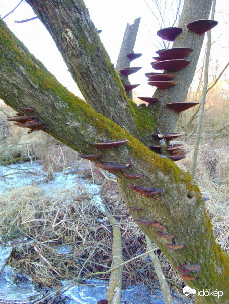 Rába menti gombacsalád