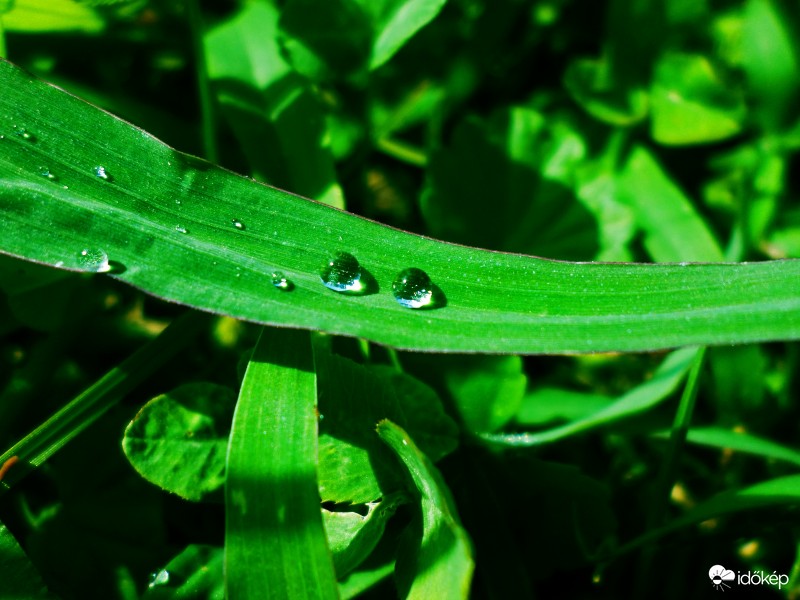 Harmatcseppek a levélen
