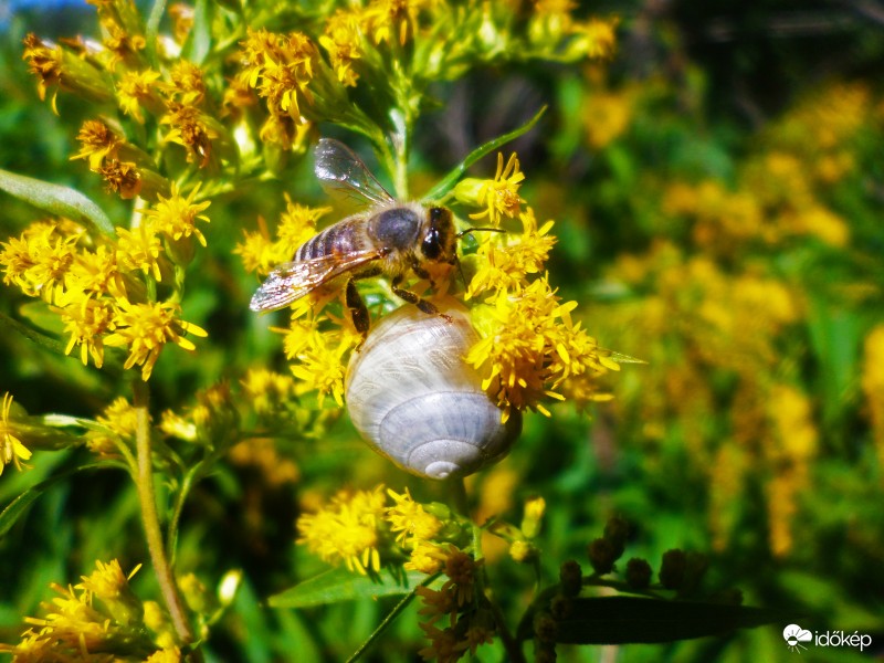 Méh és csiga
