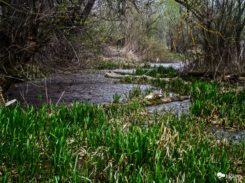 Zala folyó holtága!