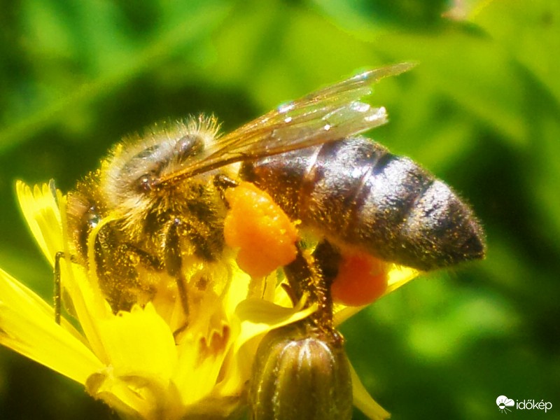 Egy kis negtár gyüjtés! :)
