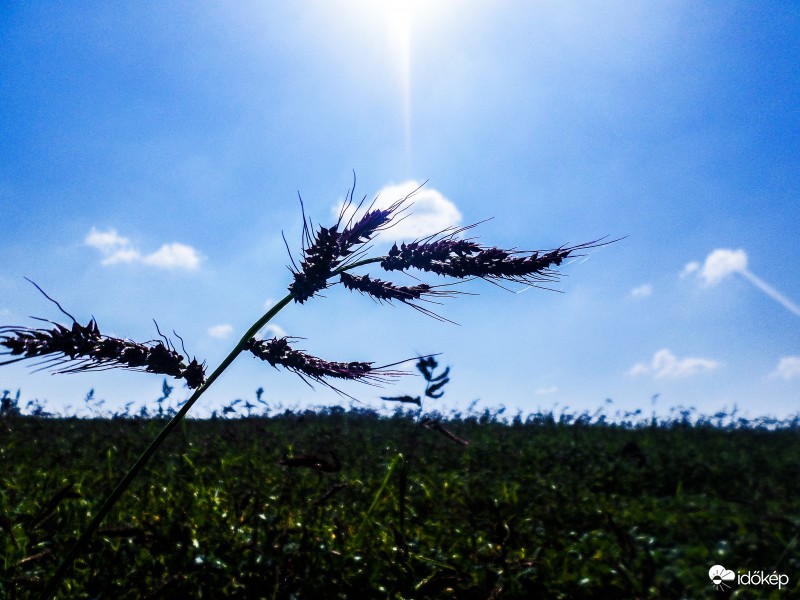 Ősz helyett nyár!