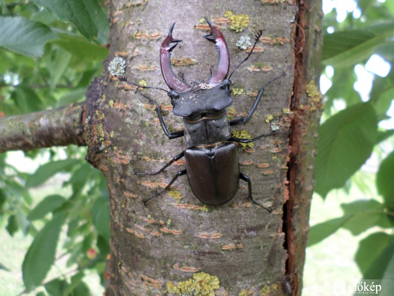 Szarvasbogár
