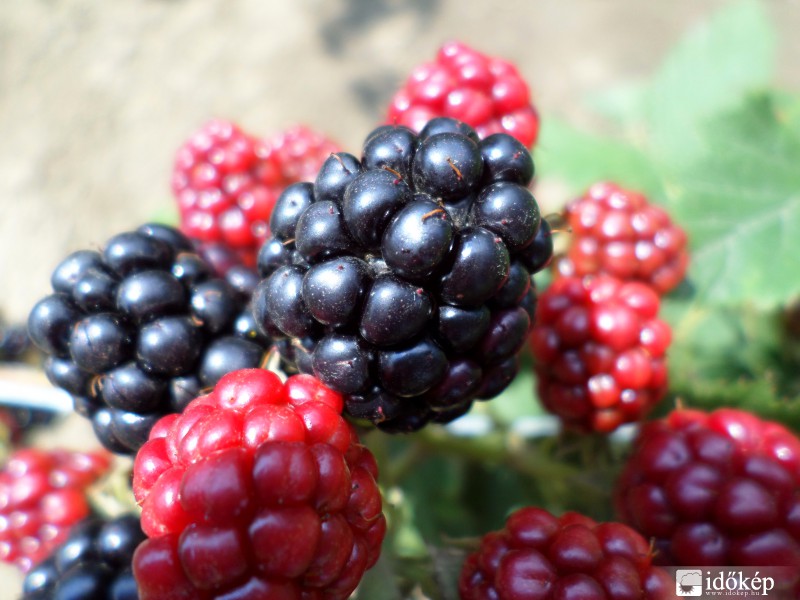 Nagyszemű fekete szeder