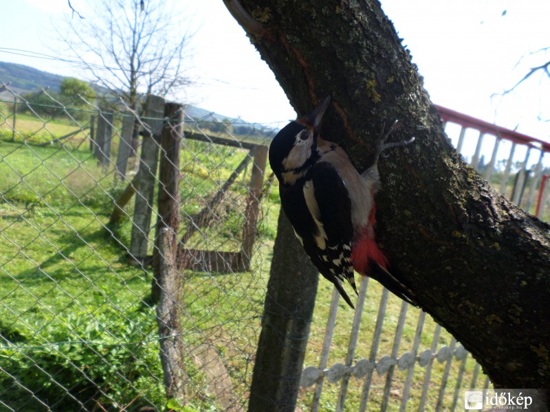 Fakopáncs munka közben!