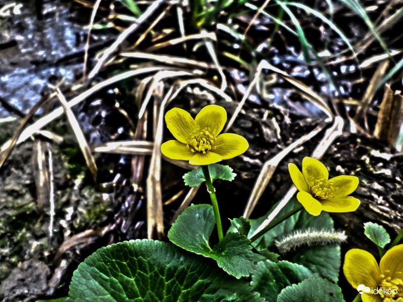 Virág a patak mentén!