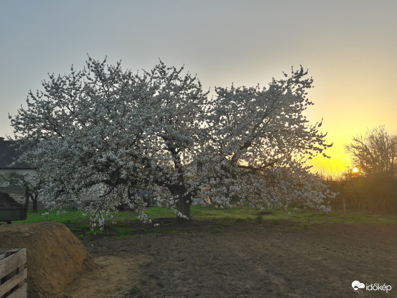 Cseresznye virágzás naplementével párosítva