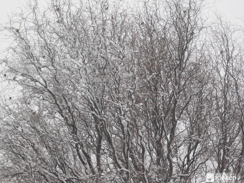 kicsi madarak a hóesésben