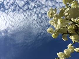 Lassan szertefoszlik