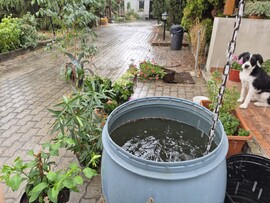 Tarján