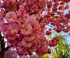 Japán díszcseresznye teljes pompájában 2. :)