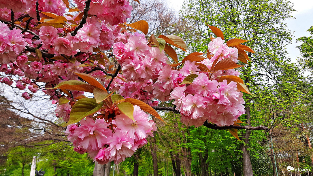 Japán díszcseresznye fák ölelésében 3. :)