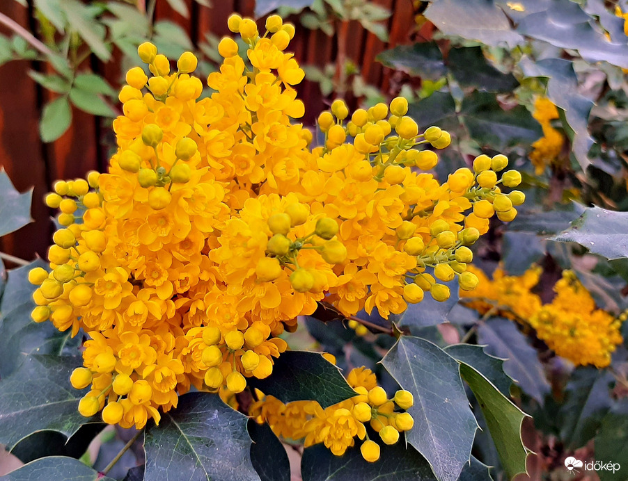 Virágzó mahónia :)