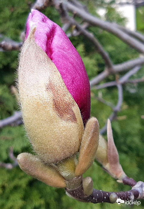 Rózsaszín magnólia még bimbósan 2. :)