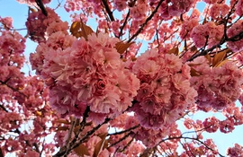 Japán díszcseresznye teljes pompájában 3. :)