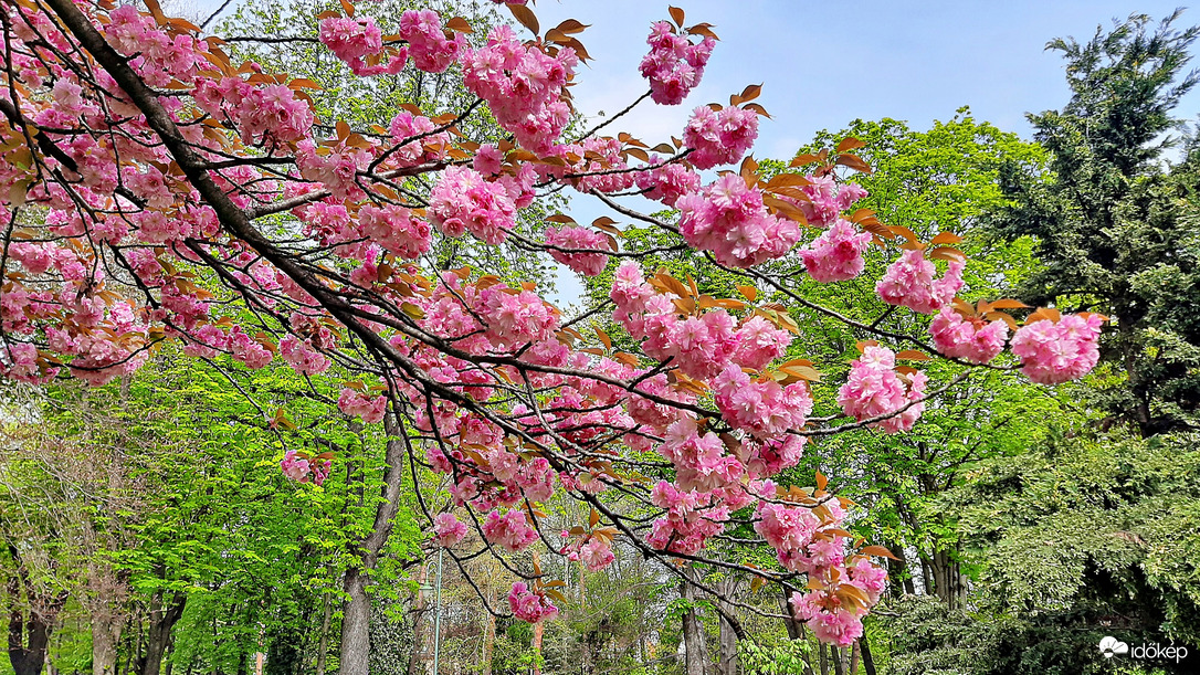Japán díszcseresznye fák ölelésében 1. :)