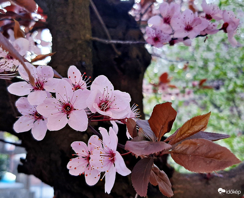 Vérszilva virágzása 1. :)