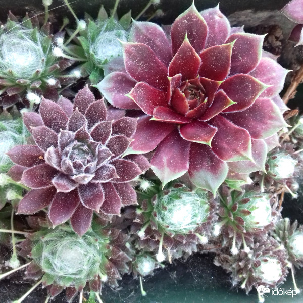 Kövirózsa