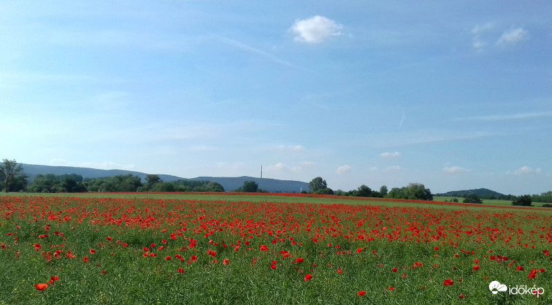 Pipacsmező