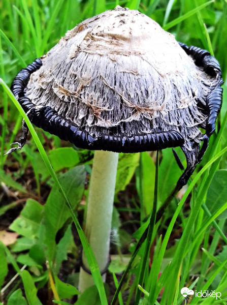 Eső után... :)