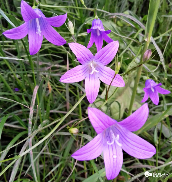 Mezei szépség :)