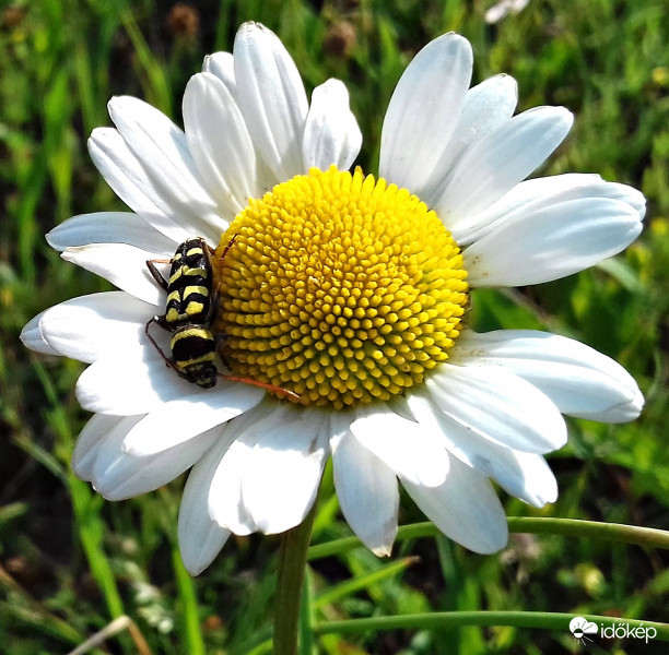 Réti margaréta és vendége, talán darázscincér :)