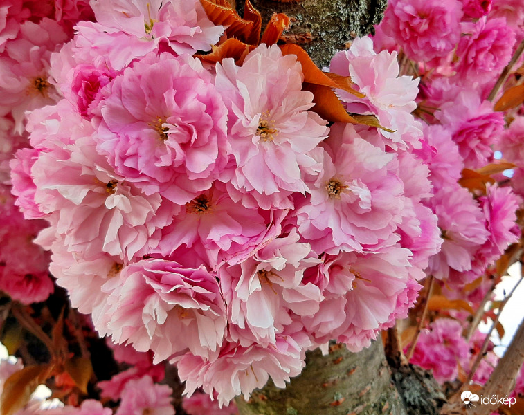 A megunhatatlan japán díszcseresznye... :)