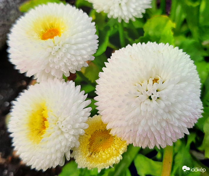 Nemesített százszorszép (fehér) :)