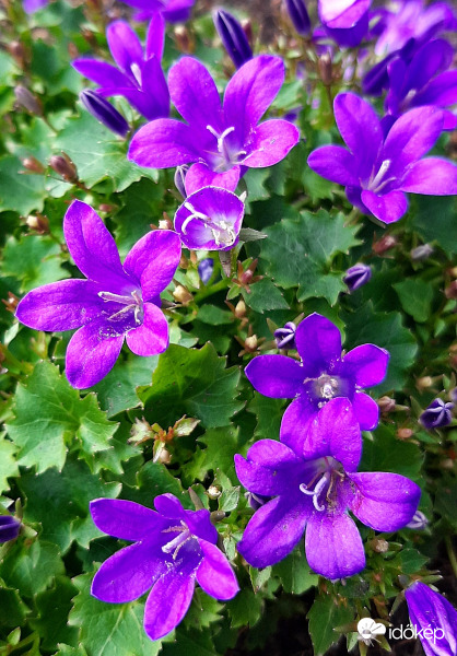 Dalmát harangvirág :)